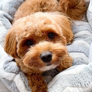 Meet your Posher, Marie